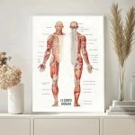 Poster com ilustrações detalhadas dos músculos do corpo humano, mostrando a anatomia muscular frontal e dorsal, com nomes em francês.