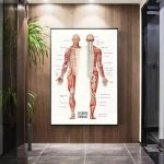 Cartaz com ilustração detalhada do corpo humano, mostrando músculos frontais e traseiros, com nomes em francês.