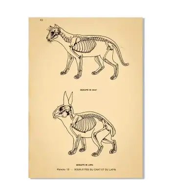 Desenho técnico de um gato e um coelho, mostrando a estrutura óssea e muscular, com detalhes anatómicos e etiquetas.