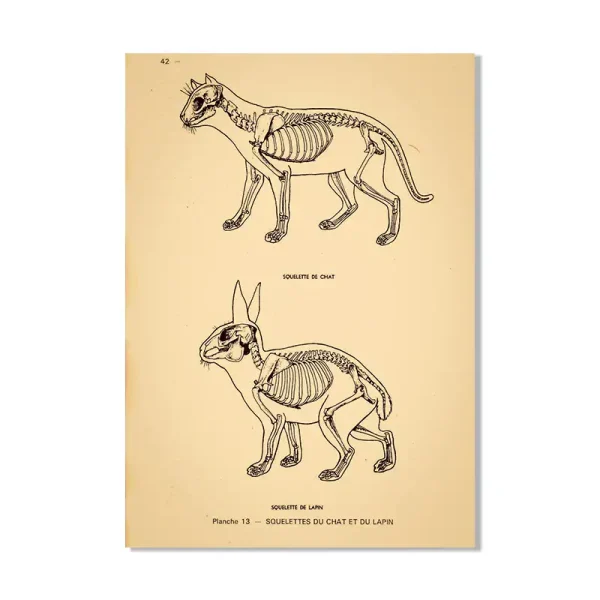 Desenho técnico de um gato e um coelho, mostrando a estrutura óssea e muscular, com detalhes anatómicos e etiquetas.