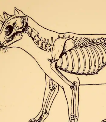 Esqueleto de gato ilustrado, mostrando a estrutura óssea do crânio, coluna vertebral, costelas e membros, com detalhes anatómicos claros.