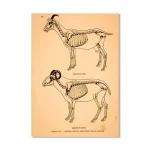 Ilustração de esqueletos de cabra e ovelha, mostrando diferenças anatómicas, com detalhes do crânio, coluna vertebral e membros.