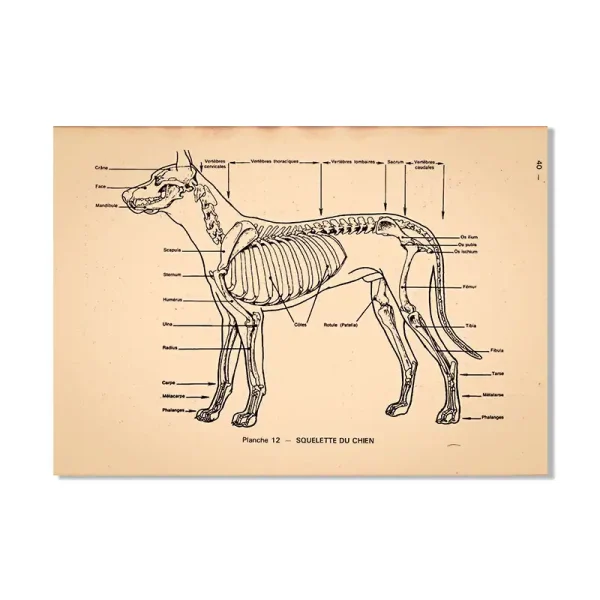 Esqueleto de cão com etiquetas detalhadas de ossos e partes do corpo, visto lateralmente, em fundo claro.