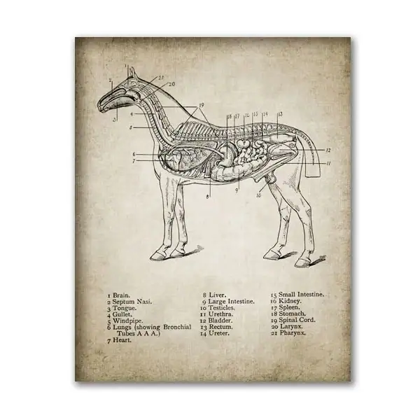 Esquema anatómico de um cavalo com detalhes do sistema digestivo, respiratório e nervoso, incluindo cérebro, coração, pulmões e intestinos.