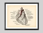Desenho detalhado do coração humano com etiquetas de partes como átrios, ventrículos e artérias principais, em estilo clássico de ilustração médica.