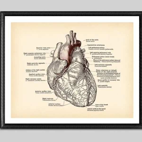 Desenho detalhado do coração humano com etiquetas de partes como átrios, ventrículos e artérias principais, em estilo clássico de ilustração médica.