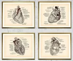Quatro desenhos detalhados do coração humano, mostrando diferentes ângulos e estruturas internas, com etiquetas explicativas em português.