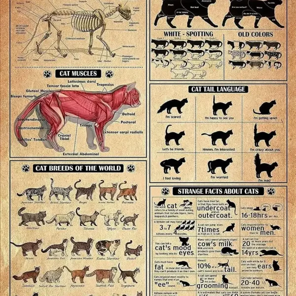 Ilustração detalhada da anatomia de um gato, incluindo músculos, ossos e linguagem da cauda, com diferentes raças e fatos curiosos.