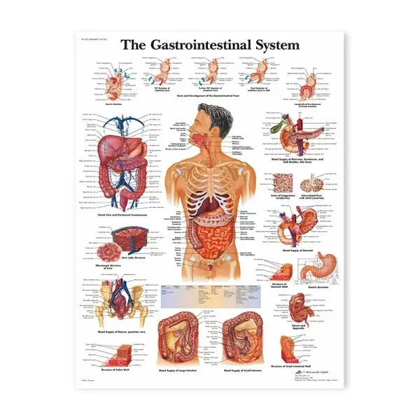 Ilustração detalhada do sistema digestivo humano com órgãos, processos e estruturas anatómicas, incluindo estômago, intestinos e fígado, com etiquetas explicativas.