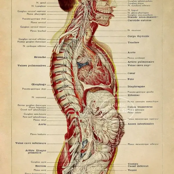 Ilustração detalhada do sistema digestivo humano, mostrando órgãos como estômago, intestinos, fígado e esôfago, com nomes em português.