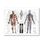Ilustração detalhada do sistema muscular, nervoso e circulatório humano com diferentes ângulos e detalhes.