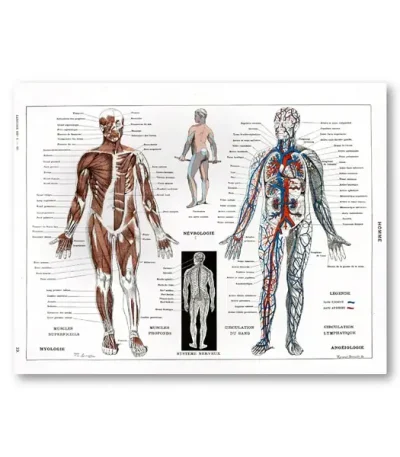 Ilustração detalhada do sistema muscular, nervoso e circulatório humano com diferentes ângulos e detalhes.