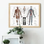 Quadro com diagramas detalhados do corpo humano, incluindo músculos, sistema nervoso e circulatório, com pequenas etiquetas explicativas.