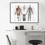 Cartaz de anatomia humana com detalhes do sistema muscular, esquelético e circulatório, em diferentes ângulos e escalas.