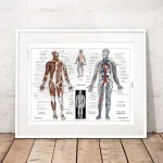 Quadro com ilustrações detalhadas do sistema muscular e circulatório humano, incluindo uma figura de corpo inteiro e uma vista lateral, com etiquetas explicativas.