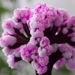 Close-up de um buquê de flores violetas e rosas, destacando suas texturas delicadas e cores vibrantes, perfeito para decoração ou ciência botânica.
