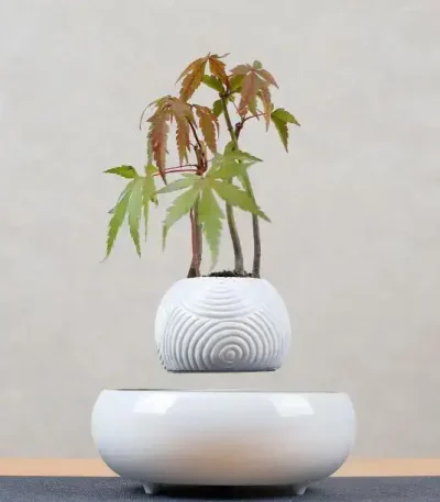 Vaso branco contendo uma pequena árvore de bordo com folhas verdes e vermelhas, decorativo e inspirado na natureza.