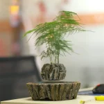 Planta verde em vaso de decoração científica, ideal para um interior moderno ou escritório, trazendo um toque natural e elegante ao seu espaço.