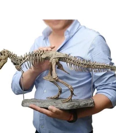 Modelo de esqueleto de Tyrannosaurus rex para decoração científica ou educativa, apresentado por um colecionador ou museu.