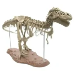 Esqueleto de dinossauro T-Rex, decoração de coleção para entusiastas de paleontologia e história natural.