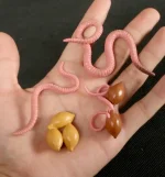 Minhocas e ovos de galinha de plástico na mão, ilustrando objetos de decoração científica divertidos e educativos.