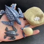 Figuras em miniatura de animais marinhos e fósseis para decoração científica.