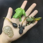 Coleção de figuras de sapos em plástico de diferentes cores e tamanhos, usadas como acessórios educativos ou decorativos científicos.