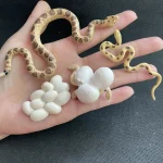 Cobra de plástico com ovos brancos, decoração educativa e lúdica para os amantes de ciências naturais. Perfeito para uma coleção ou projeto pedagógico.
