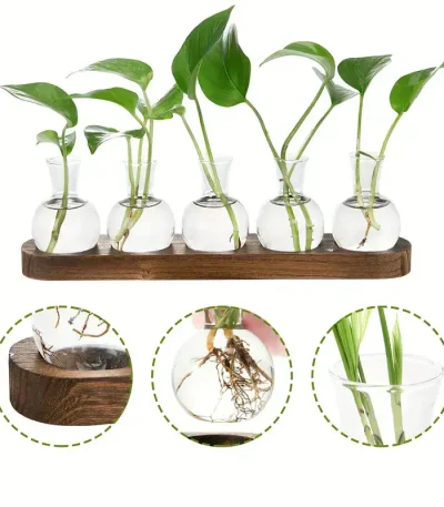 Coleção de plantas verdes em pequenos vasos de vidro, expostas sobre uma tábua de madeira, ilustrando o crescimento e desenvolvimento das raízes.