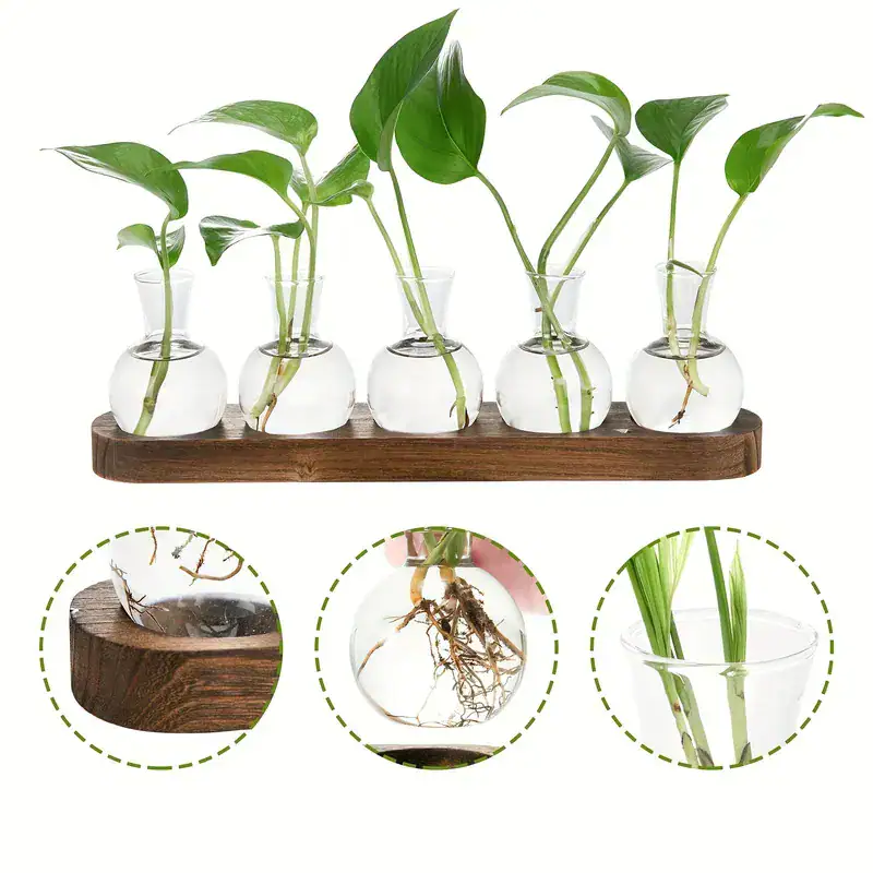 Coleção de plantas verdes em pequenos vasos de vidro, expostas sobre uma tábua de madeira, ilustrando o crescimento e desenvolvimento das raízes.