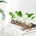 Quatro plantas verdes em pequenos vasos de vidro, dispostas sobre uma tábua de madeira, numa superfície branca, num ambiente iluminado e limpo.