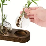 Dois pequenos vasos de vidro contendo plantas com raízes visíveis, colocados sobre uma tábua de madeira, ilustrando a decoração científica e natural.