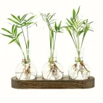 Três plantas verdes em vasos de vidro com raízes visíveis, colocadas sobre uma tábua de madeira, ilustrando o crescimento e a ciência vegetal.
