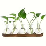 Série de cinco plantas verdes em pequenos vasos de vidro, dispostas sobre uma tábua de madeira, ilustrando a decoração botânica moderna e elegante.