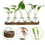 Coleção de plantas em tubo de ensaio com raízes visíveis, apresentadas em um suporte de madeira, ideal para decoração científica e educativa.