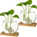 Plantas aquáticas em um frasco de vidro transparente com raízes visíveis, sobre uma base de madeira, ilustrando a decoração científica e natural.