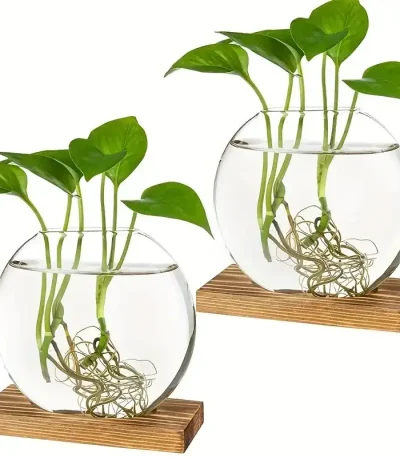 Plantas aquáticas em um frasco de vidro transparente com raízes visíveis, sobre uma base de madeira, ilustrando a decoração científica e natural.