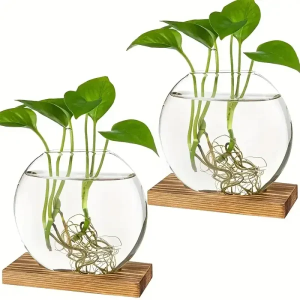 Plantas aquáticas em um frasco de vidro transparente com raízes visíveis, sobre uma base de madeira, ilustrando a decoração científica e natural.