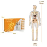 Conjunto educativo do corpo humano em plástico para aprendizado anatômico, incluindo órgãos e ossos destacáveis, ideal para ensino científico e decoração educativa.
