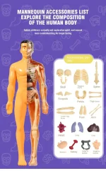 Acessório manequim de anatomia humana para aprendizagem do corpo humano, incluindo a cabeça, caixa torácica, coluna vertebral, membros e órgãos internos.