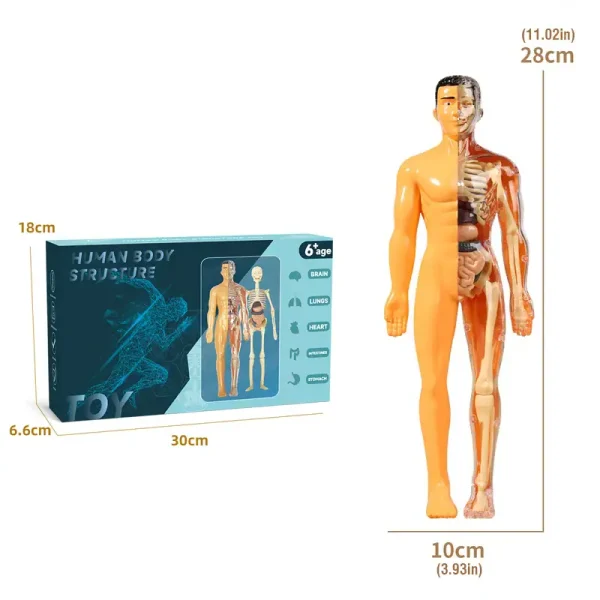 Figura anatômica humana com detalhes internos e externos.