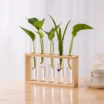 Plantas verdes em tubos de ensaio de vidro, apresentadas em um suporte de madeira natural, perfeitas para decoração científica ou educativa.