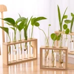 Conjunto de plantas verdes em tubos de ensaio de vidro fixados em suportes de madeira natural, perfeitos para decoração científica ou botânica.