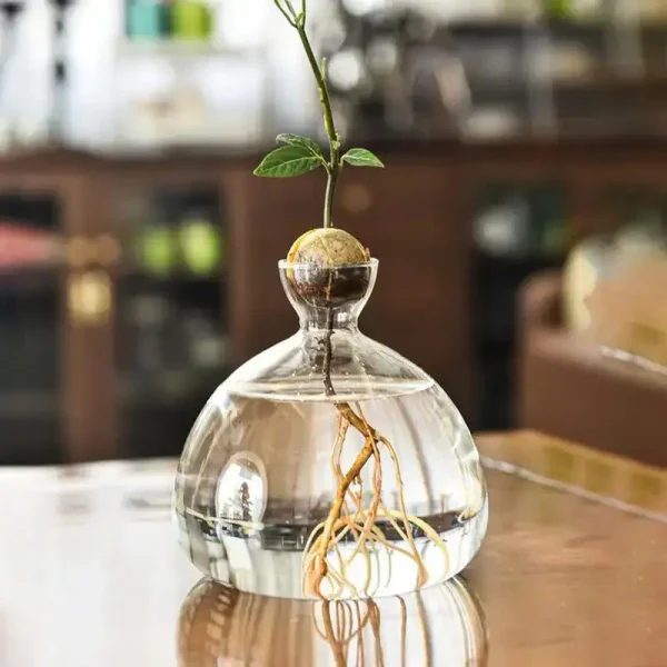 Pequena planta verde em um vaso em forma de balão de laboratório cheio de água, com raízes visíveis, sobre uma mesa de madeira em um ambiente interior.