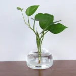 Planta verde em vaso transparente com folhas espessas e brilhantes, ideal para decoração científica ou natural.