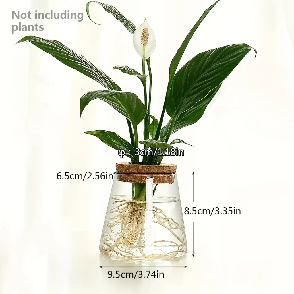 Planta de interior verde em um vaso de vidro com raízes visíveis, ideal para decoração científica ou botânica.