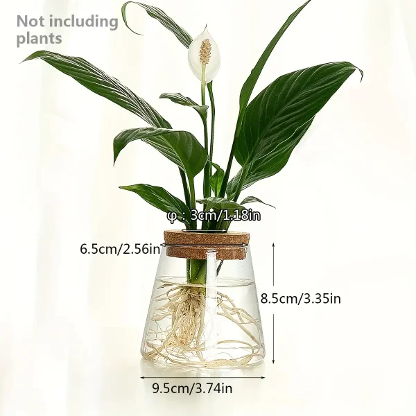 Planta de interior verde em um vaso de vidro com raízes visíveis, ideal para decoração científica ou botânica.