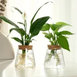 Varanda e decoração com plantas verdes em vidro transparente.