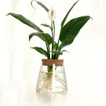 Planta de interior com folhas verdes e flor branca em um vaso de vidro com raízes visíveis, ideal para decoração científica ou educativa.