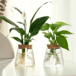 Vaso de vidro com planta verde e flor branca, decoração natural e elegante para interior.